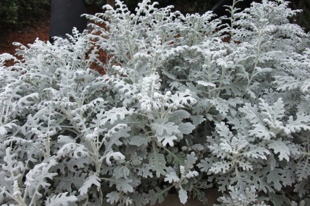 Senecio cineraria