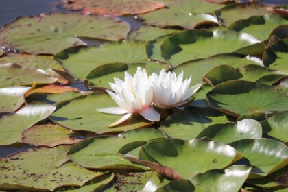 Nymphaea alba