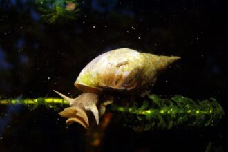 Lymnaea stagnalis