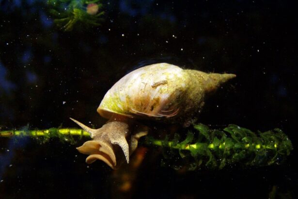 Lymnaea stagnalis