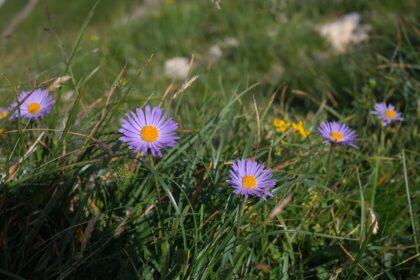 Aster alpejski