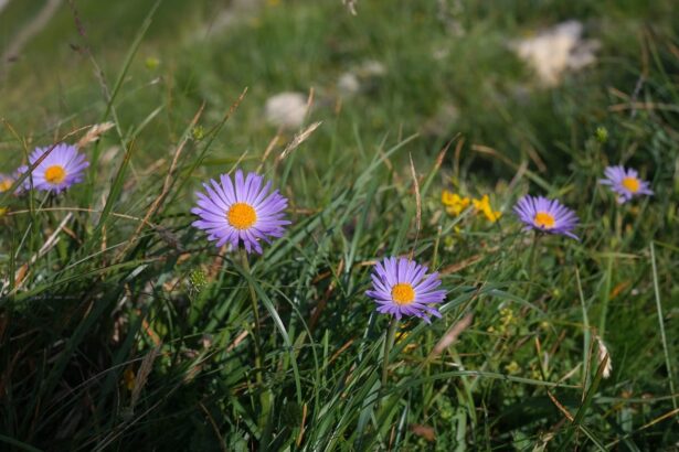 Aster alpejski