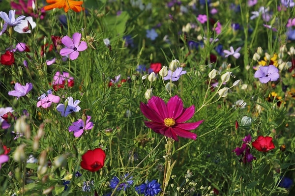 Zrównoważony ogród – Łąka kwietna