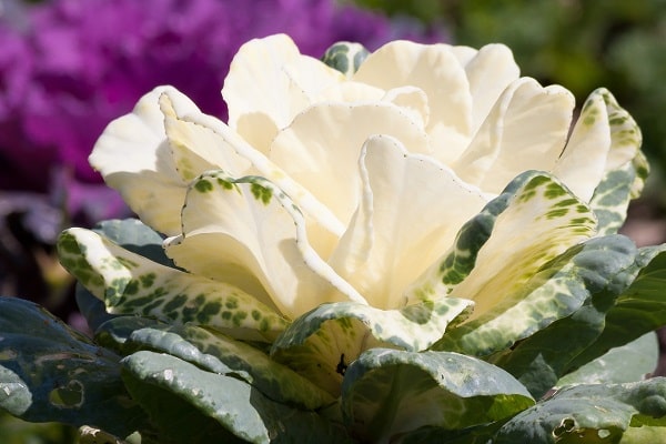 Brassica oleracea