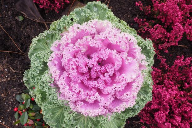 Brassica oleracea