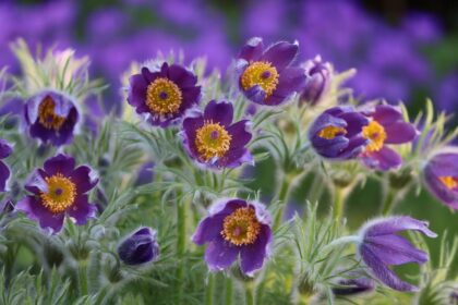 Pulsatilla