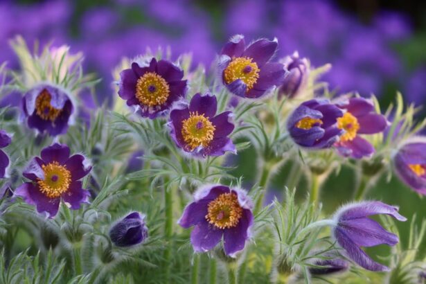 Pulsatilla