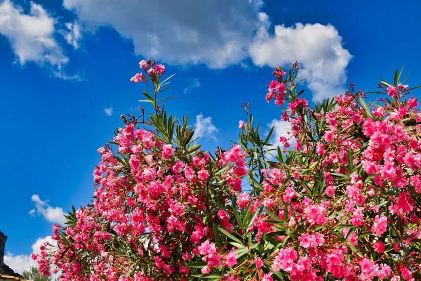 Oleander pospolity