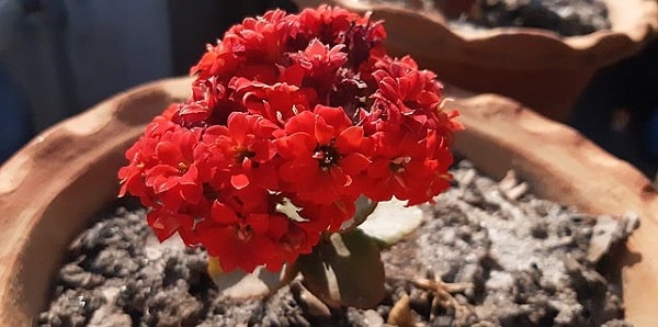 Wytrzymałe kwiaty na balkon – Kalanchoe