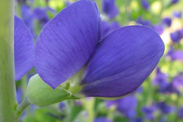 Baptysja błękitna kwiat