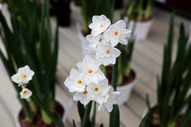 Kwiaty bożonarodzeniowe – Narcyz ‘Paperwhite’
