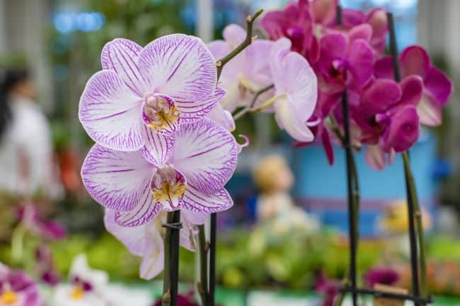 Kwiaty bożonarodzeniowe – Storczyk Cymbidium