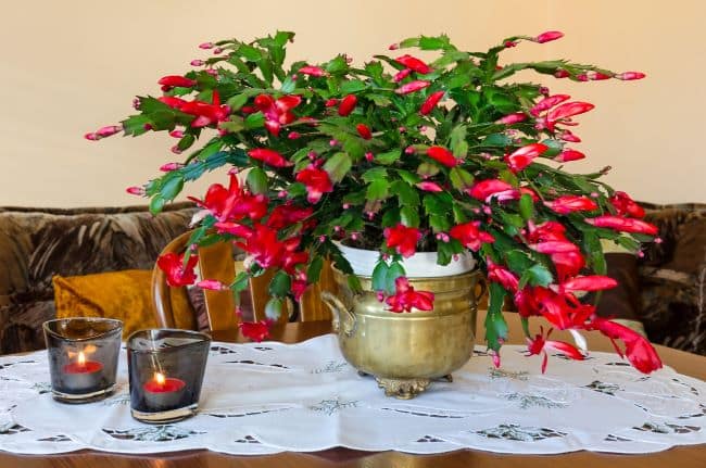 Kwiaty bożonarodzeniowe – azalia Szlumbergera