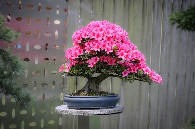 Kwiaty bożonarodzeniowe – azalia bonsai