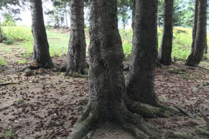 Ziemia pod świerkiem kaukaskim