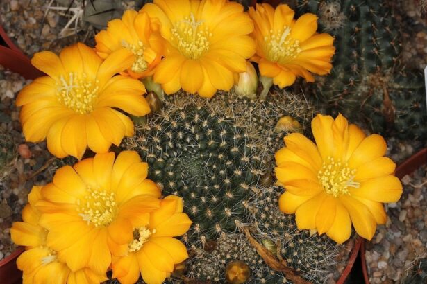 Kwitnąca Rebutia