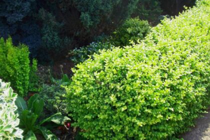 bukszpan na niski żywopłot