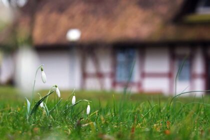 Najwcześniejsze rośliny drobnocebulowe