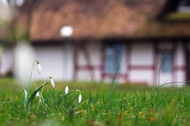 Najwcześniejsze rośliny drobnocebulowe