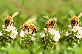 Jak zimują zapylacze