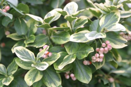 Trzmielina Fortune`a