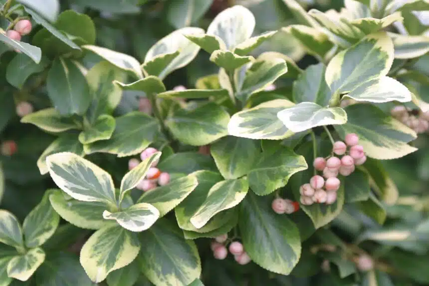 Trzmielina Fortune`a