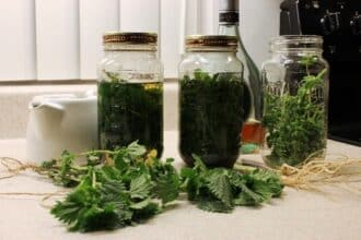 Przepisy na wyciągi z roślin