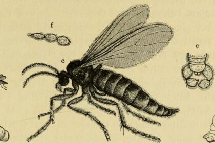 Ziemiórki