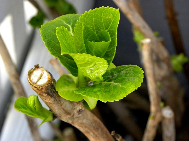 Przycinanie hortensji krzewiastej