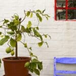 Cytrusy w doniczkach