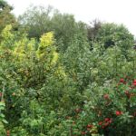 Gildie roślinne wieloletnie