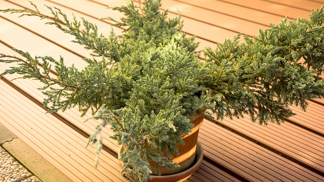 Rośliny zimozielone na balkon - tuja