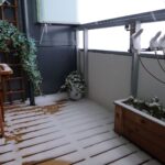 Rośliny zimozielone na balkon