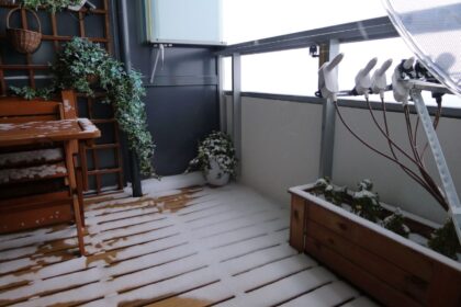 Rośliny zimozielone na balkon