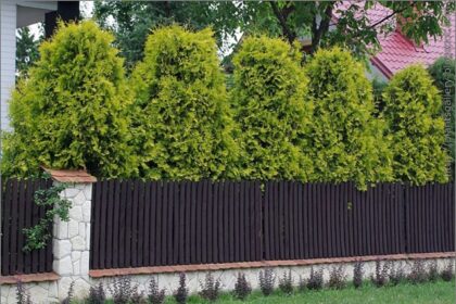 Tuje