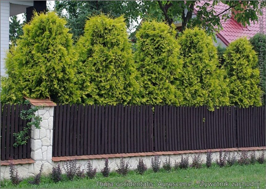 Tuje