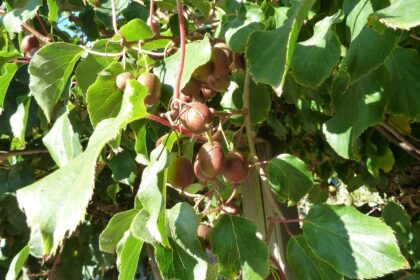 Aktinidia ostrolistna - mini kiwi