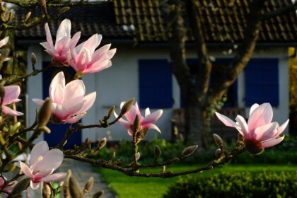 Dlaczego magnolia nie kwitnie