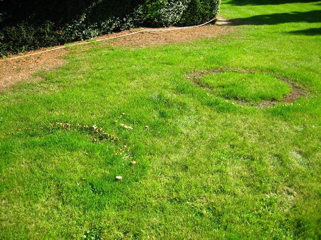 Grzyby na trawniku – czarcie kręgi