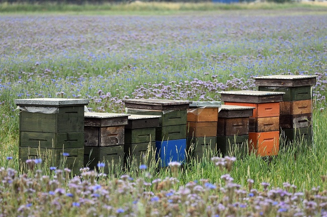 Jak zapobiegać zatruciu pszczół
