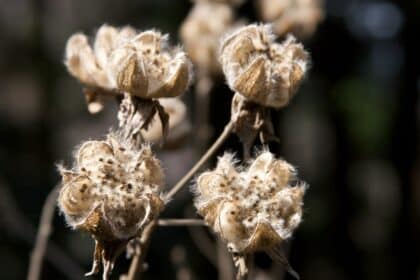 Nasiona kwiatów zbieranych jesienią