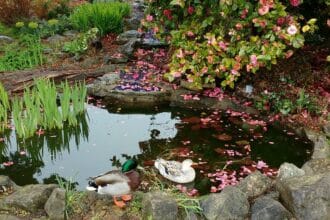 Rośliny przy oczku wodnym