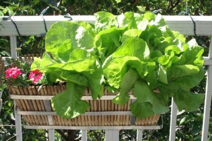 Warzywnik na balkonie