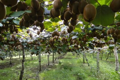 Aktinidia chińska - kiwi