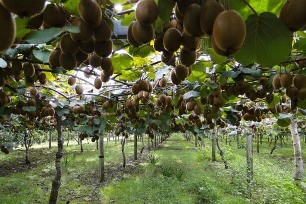 Aktinidia chińska - kiwi