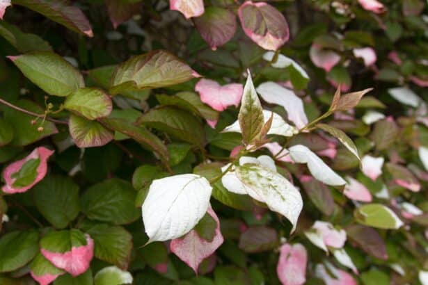 Aktinidia pstrolistna