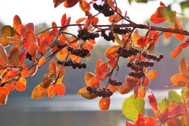 Aronia czarnoowocowa
