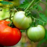Jak sadzić pomidory