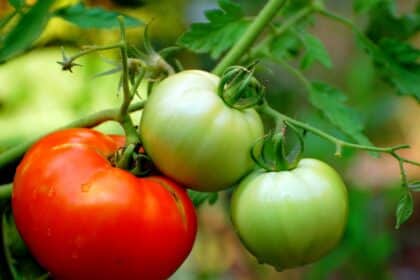 Jak sadzić pomidory