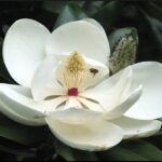 Magnolia grandiflora